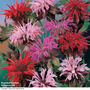 Monarda didyma 'T&M Superb Mixed' - Seeds