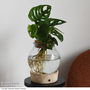 Monstera adansonii in Glass with Light Up Base