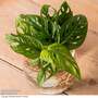 Monstera adansonii in kingston vase