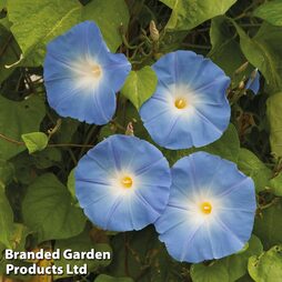 Morning Glory 'Heavenly Blue' - Easy Grow Seed Range