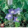 Morning Glory 'Mini Sky Blue' - Seeds