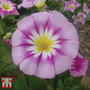 Morning Glory 'Ensign Rose' - Seeds