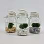 Moss Balls in Weck Jar