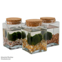 Moss Balls in Square Glass Vase