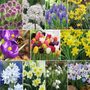 Spring Saver Bulb Collection