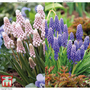 Muscari Duo