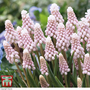 Muscari 'Pink Sunrise'