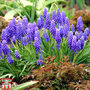 Muscari armeniacum