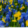 Muscari armeniacum
