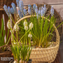 Muscari Blue & White Mix