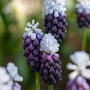 Muscari 'Grape Ice'