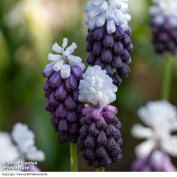 Muscari 'Grape Ice'