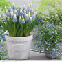 Muscari armeniacum 'Mountain Lady'