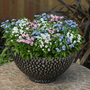 Forget-Me-Not Mixed