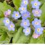 Myosotis 'My Oh My'