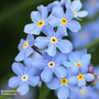 Myosotis sylvatica 'Royal Blue Improved' - Seeds