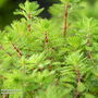 Myriophyllum rubricaule (Oxygenating Aquatic)
