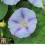 Morning Glory 'Light Blue Star' - Seeds