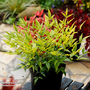 Nandina domestica 'Brightlight'