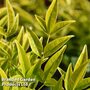Nandina domestica 'Brightlight'
