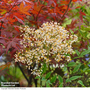 Nandina domestica
