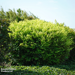 Nandina domestica 'Magical Lemon and Lime'