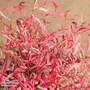 Nandina domestica 'Pretty Flamingo'