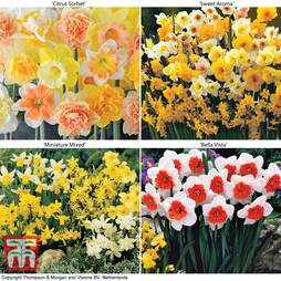 Narcissus Ultimate Collection