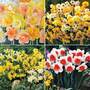 Narcissus Ultimate Collection