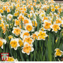 Narcissus 'Hungarian Rhapsody'