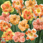 Narcissus 'Rainbow Butterflies' Mixed