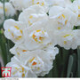 Narcissus 'Cheerfulness'
