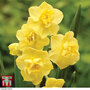Narcissus 'Yellow Cheerfulness'
