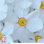 Narcissus 'Sagana'