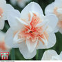Narcissus 'Replete Improved'