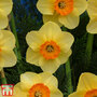 Narcissus 'Birma'