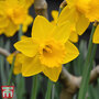 Narcissus 'Golden King Alfred'