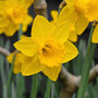 Narcissus 'Golden King Alfred'
