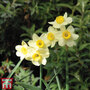 Narcissus 'Minnow'