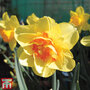 Narcissus 'Tahiti'