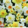 Narcissus 'Spring Flowering Mix'