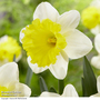 Narcissus 'Attraction'