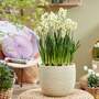 Narcissus 'Avalex'