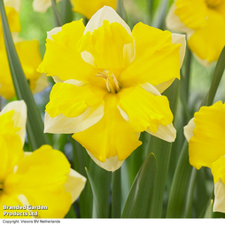 Narcissus 'Banana Daiquiri'