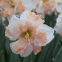 Narcissus 'Casanova'