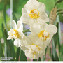 Narcissus 'Cheerfulness'