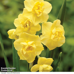 Narcissus 'Yellow Cheerfulness'