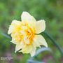 Narcissus 'Double Duo'