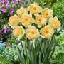 Narcissus 'Easter Party'