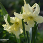 Narcissus 'Exotic Mystery'